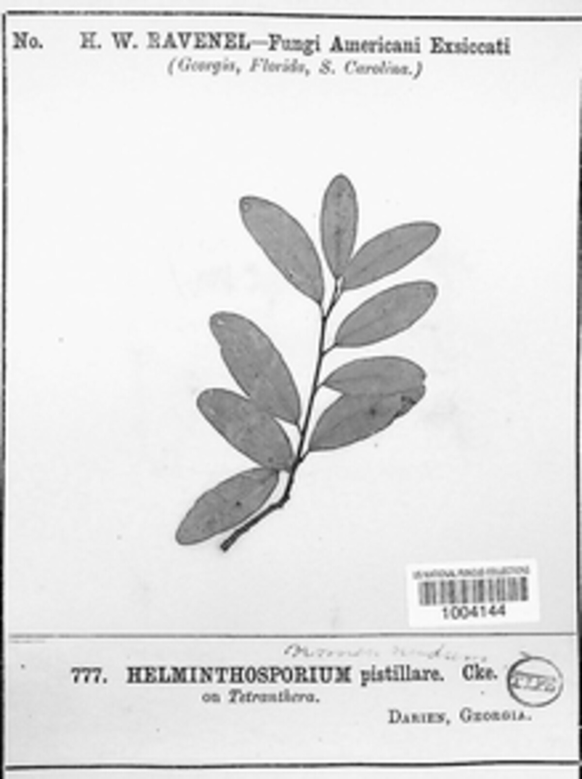 Helminthosporium pistillare image